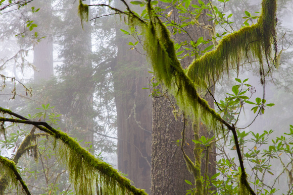 Foggy morning, Redwoods