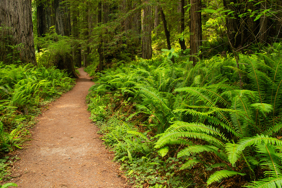 Hiking trail, Redwoods