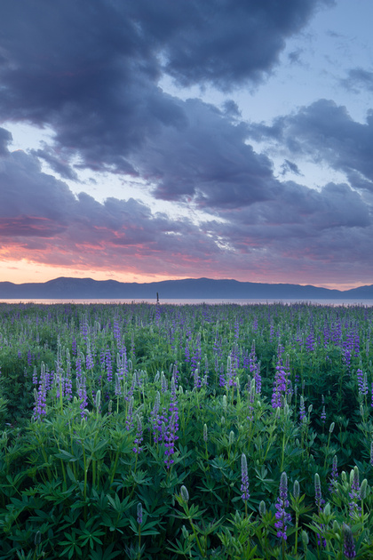 Lupine field, Lake Tahoe