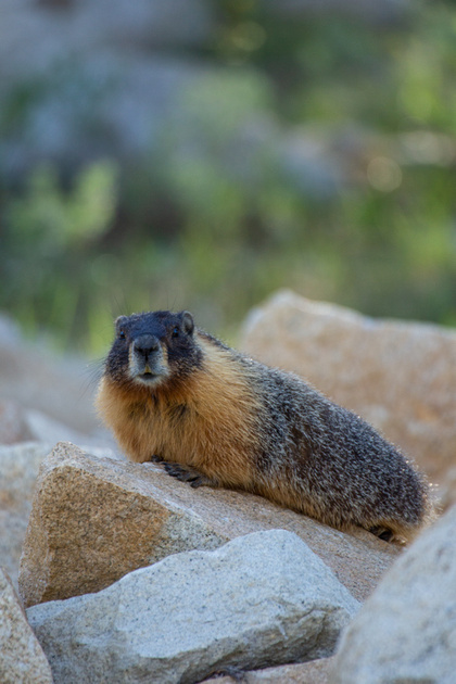 Marmot, Yosemite National Park