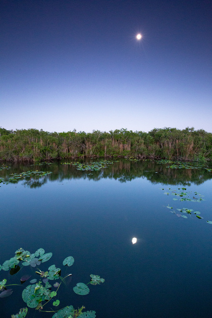 Anhinga Trail, Everglades National Park