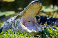 American Alligator, Everglades National Park