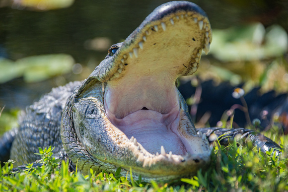 American Alligator, Everglades National Park