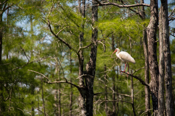White Ibis, Everglades National Park