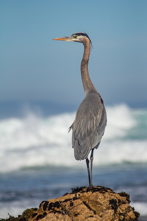 Great Blue Heron, Pebble Beach