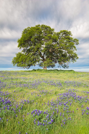 Oak and lupine, Table Mountain