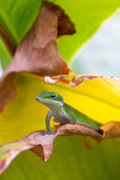 Anole, Kona (Big Island), Hawaii