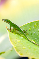 Anole, Kona (Big Island), Hawaii