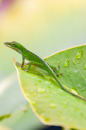 Anole, Kona (Big Island), Hawaii