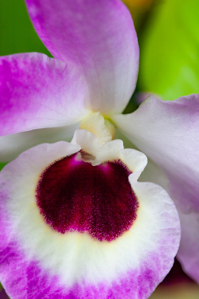 Orchid, Kona (Big Island) Hawaii