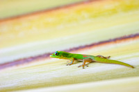 Gecko, Kona (Big Island), Hawaii