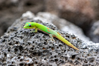 Gecko, Kona (Big Island), Hawaii