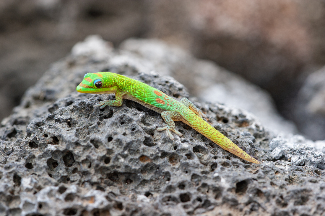 Gecko, Kona (Big Island), Hawaii