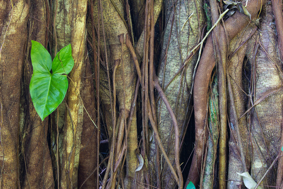 Banyan tree roots and leaf, Maui, Hawaii