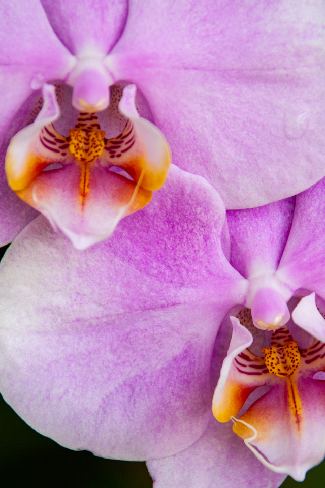 Orchid, Kona (Big Island) Hawaii