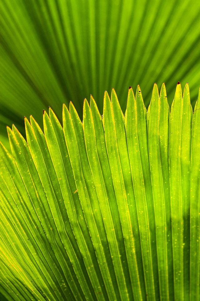 Palm leaf, Kona (Big Island) Hawaii