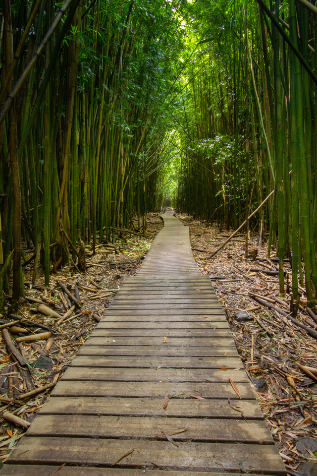 Bamboo forest, Pipiwai trail, Maui, Hawaii
