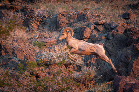 Desert Big horn sheep leaps from rock to rock