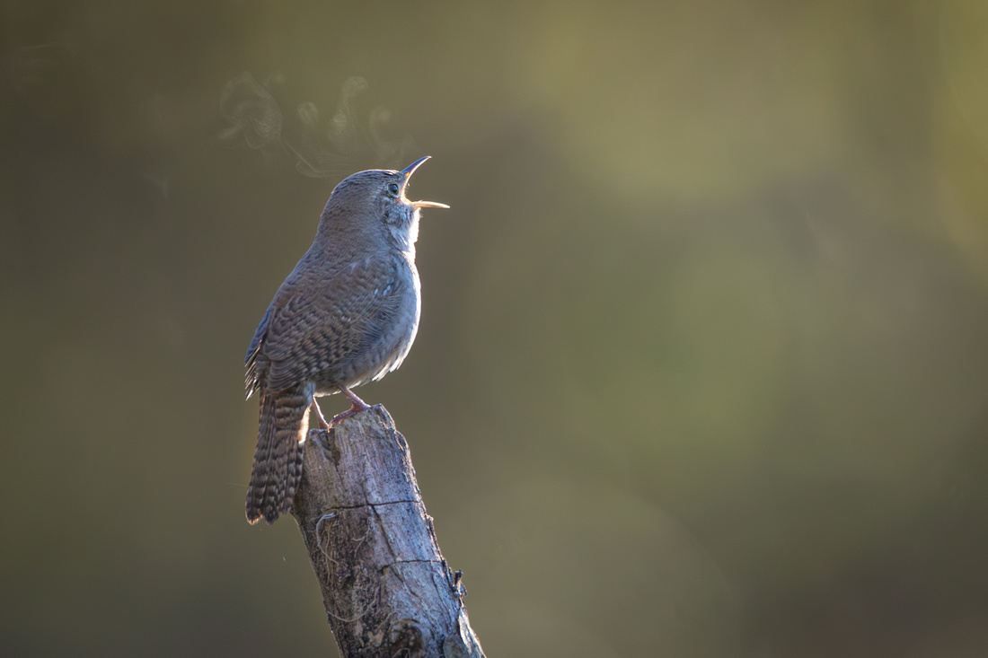 House Wren