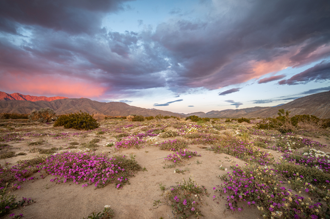 Desert wildflower sunrise
