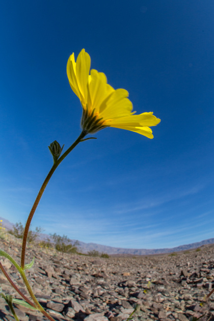 A delicate flower blooming in the harsh desert environment