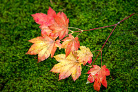 The red in the autumn leaves contrasted against the green moss