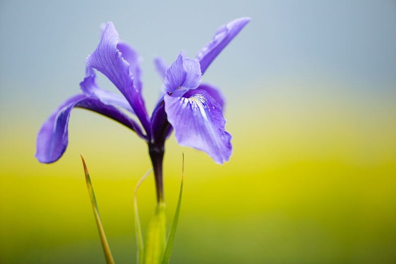 A purple Iris contrasting with a yellow landscape