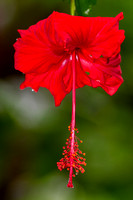 A red Hibiscus contrasting with green foliage