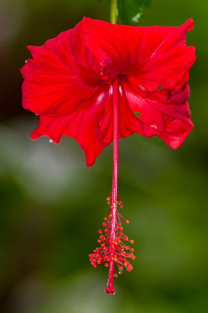 A red Hibiscus contrasting with green foliage