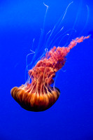 An orange jellyfish contrasting the blue background