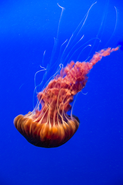 An orange jellyfish contrasting the blue background