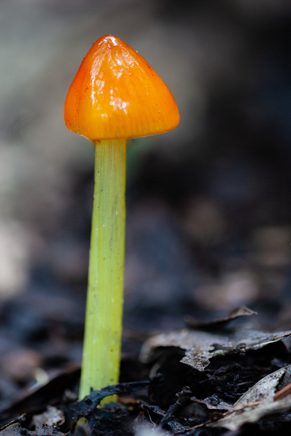 A bright mushroom on the monochrome forest floor