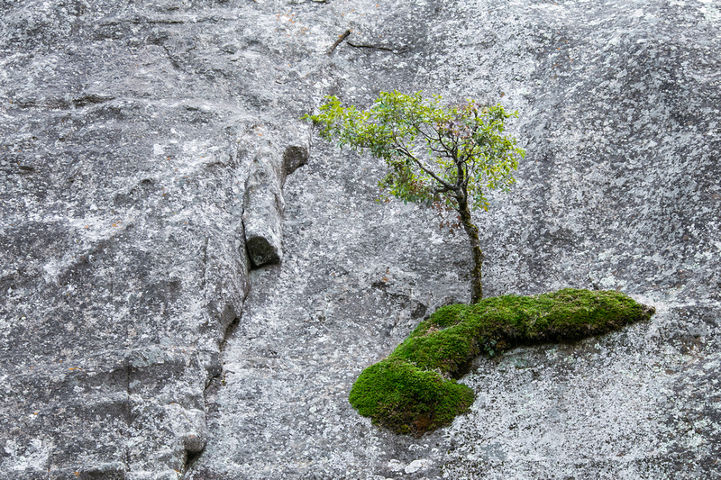 An emerald green tree and moss against a muted granite wall