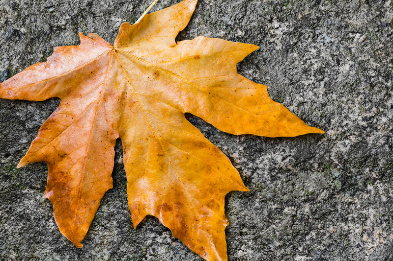 The bright autumn leaf against the granite slab