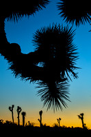 The scale of a nearby Joshua tree with several distant trees, and the contrast of the Orange-Blue sunset