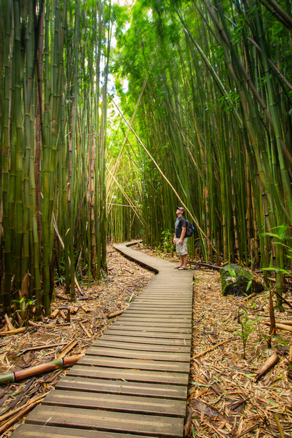 A hiker gives scale to the massive bamboo forest