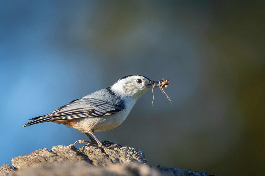 White-breasted Nuthatch