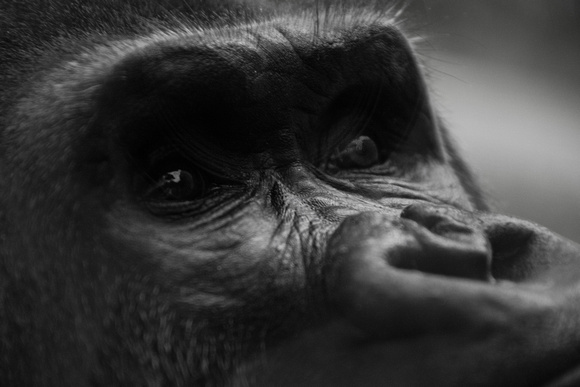 Gorilla, San Diego Zoo