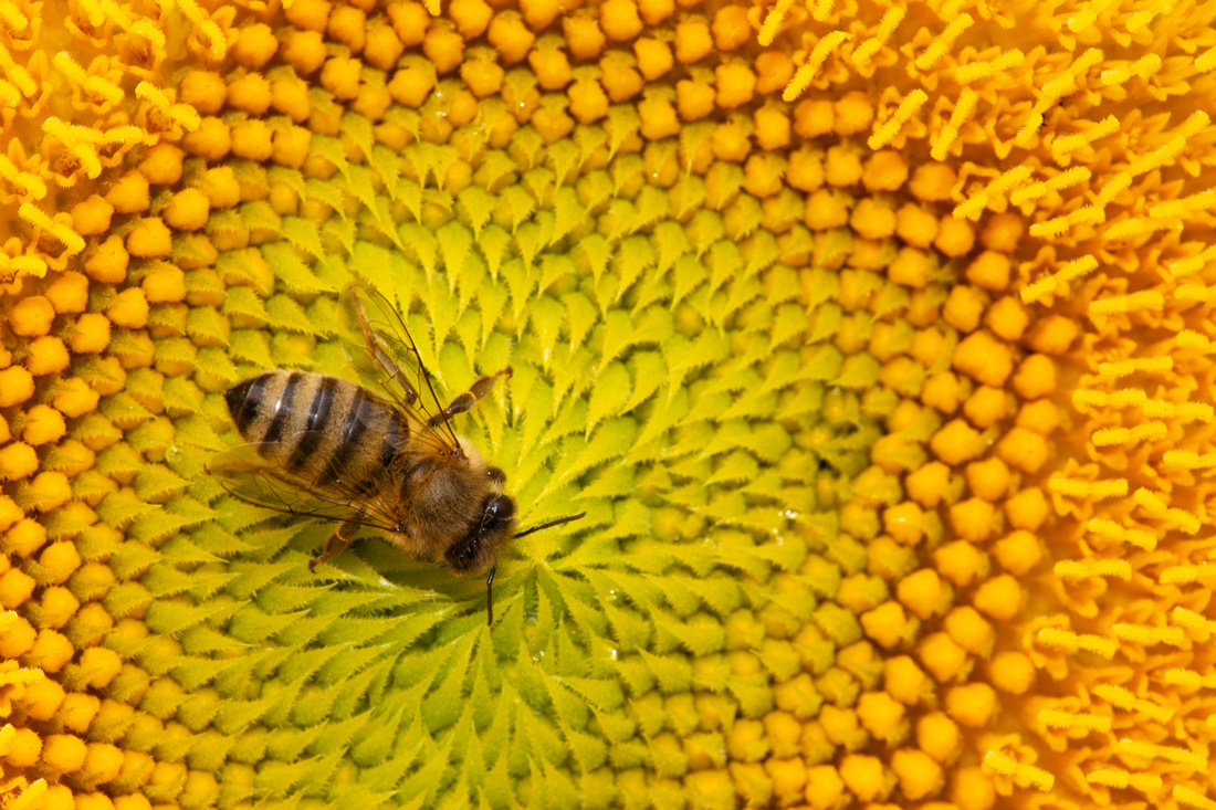 Bee pollenating a sunflower, Dixon California