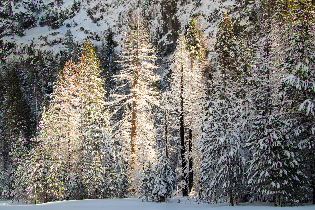 Snow covered pines, Yosemite National Park