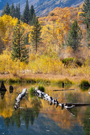 Beaver Ponds, Lundy Lake area