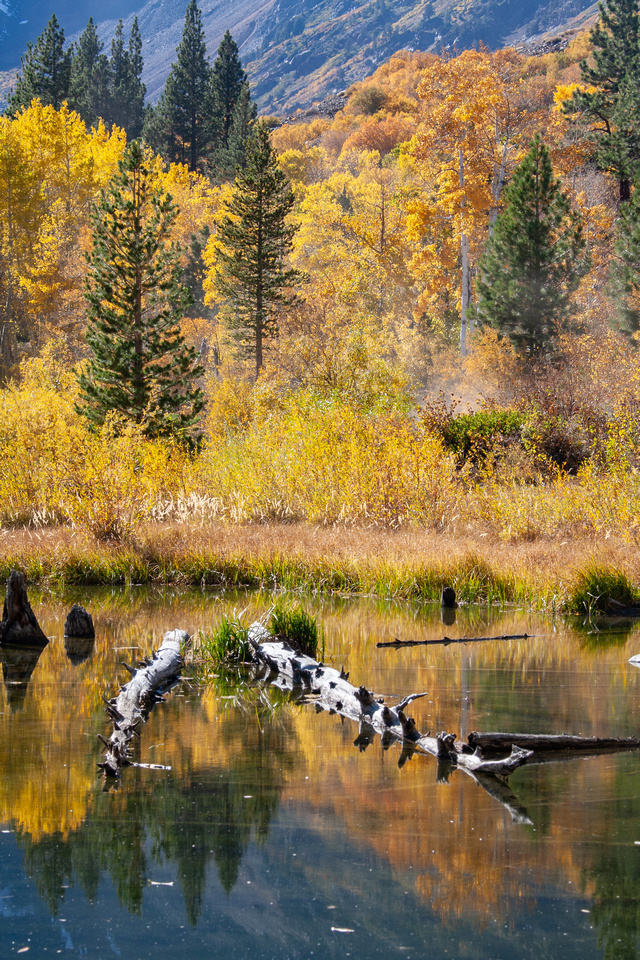 Beaver Ponds, Lundy Lake area