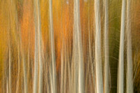 Aspen leaves and trunks, abstract