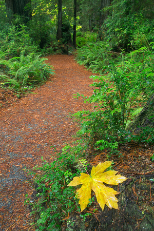 Single autumn leaf, Prairie Creek Redwoods State Park, California