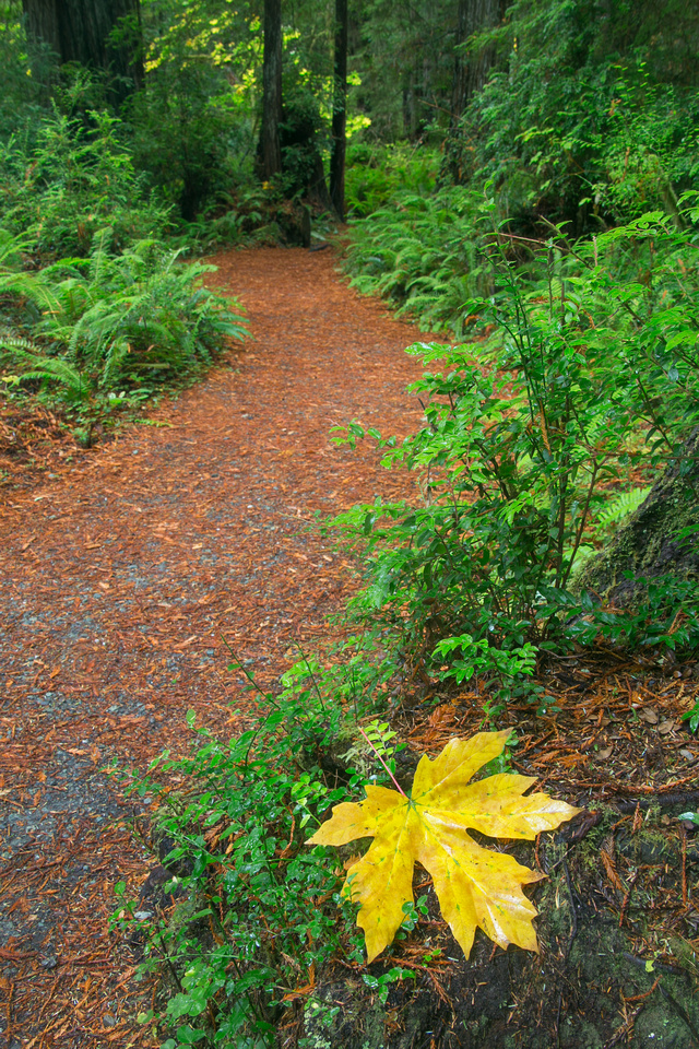 Single autumn leaf, Prairie Creek Redwoods State Park, California