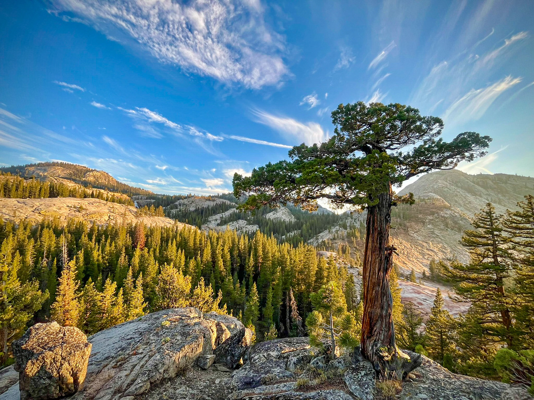 Tree at sunset, Glen Aulin