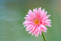 Gerbera Daisy