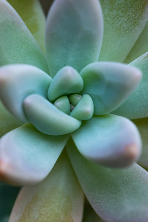 Succulent