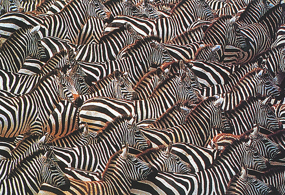 Art Wolfe, Zebra Migration