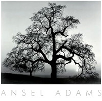 Ansel Adams, Oak Tree